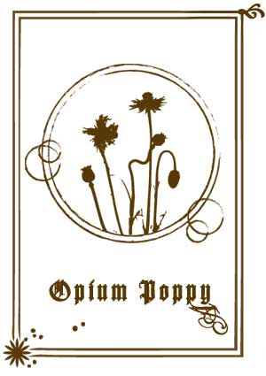 Opium Poppy